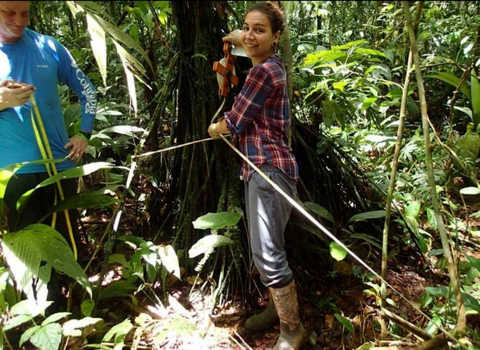 Spagnoli researching a seedling establishment within the root systems of stilt-root palm trees at La Selva, Costa Rica