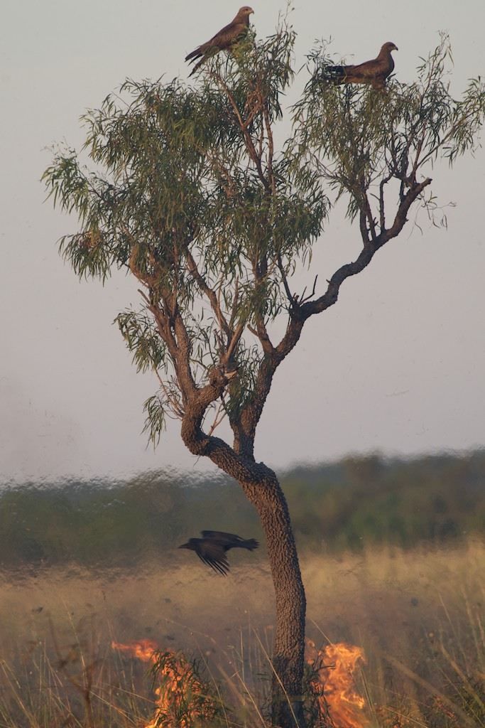 Birds in a tree above a fire, Borroloola, Northern Territory, Australia, 2014.