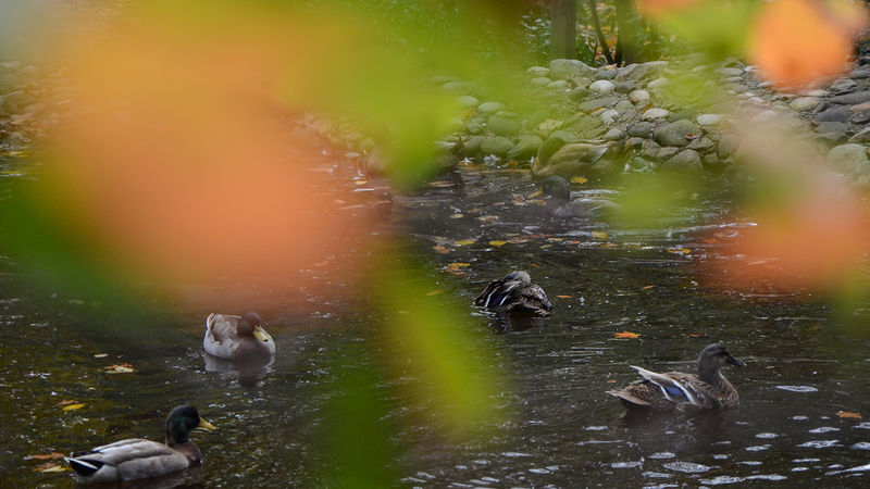 Ducks enjoy a swim in the campus reflecting pond