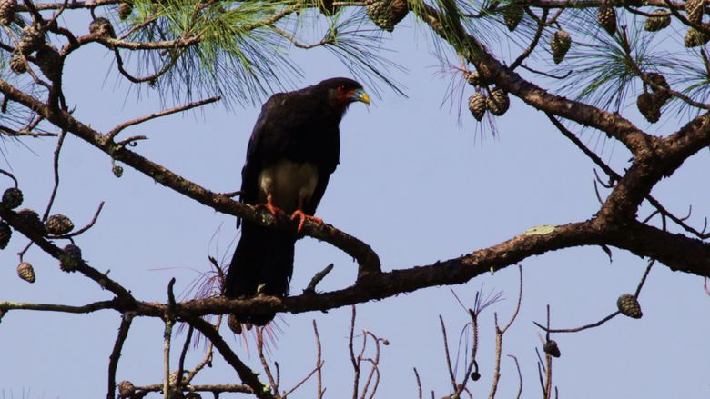 red-throated caracara perched in tree