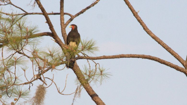 Red-throated Caracara perched in tree