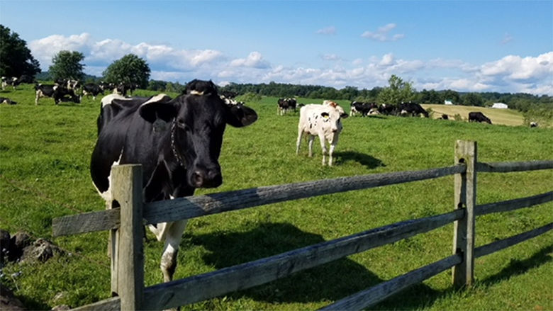Pennsylvania Cows