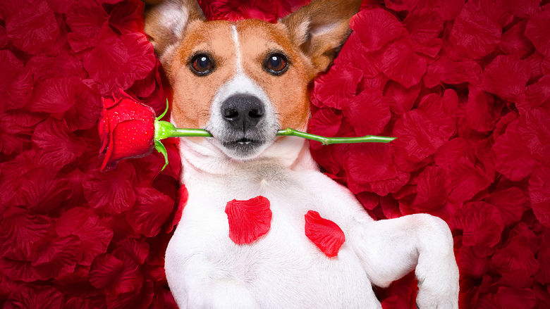 A dog laying on a bed of roses