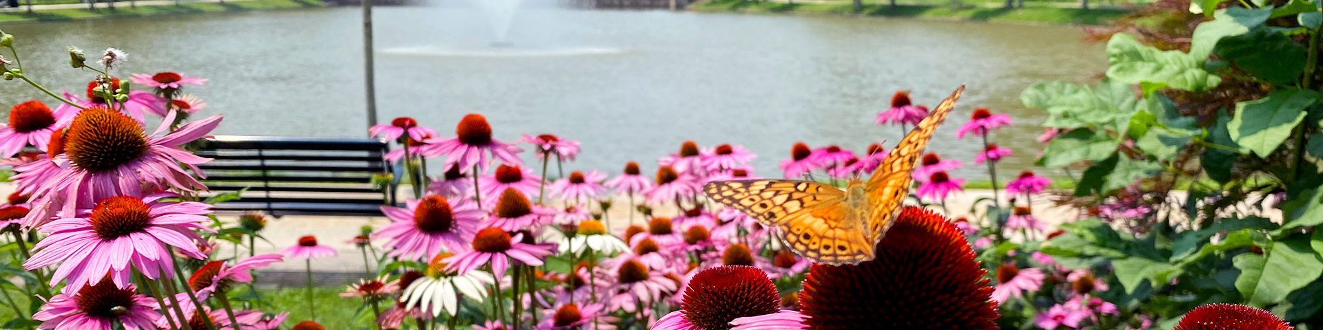 A butterfly sitting on a flower in the foreground with the reflecting pond in the background
