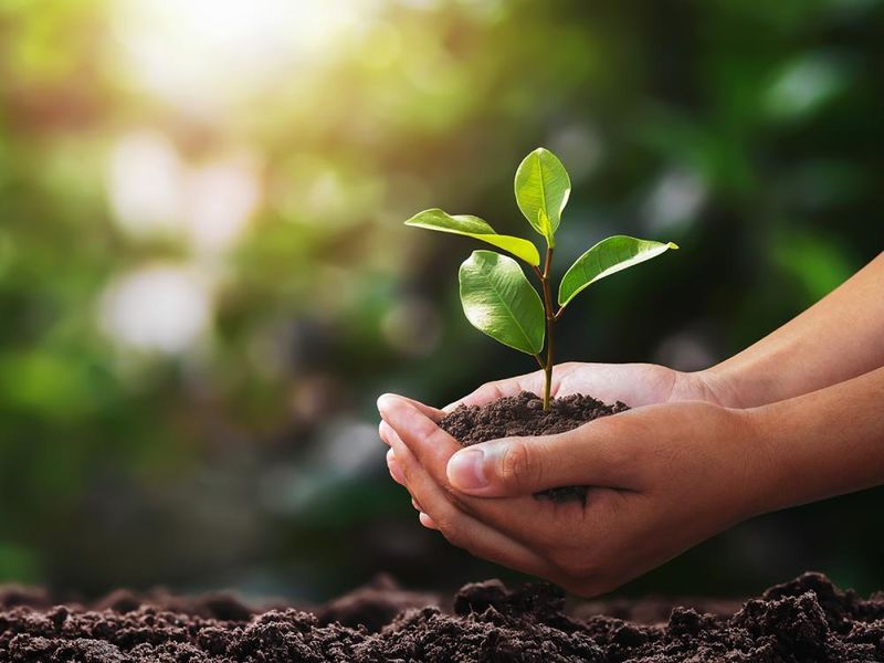 A pair of hands holding a plant in some dirt