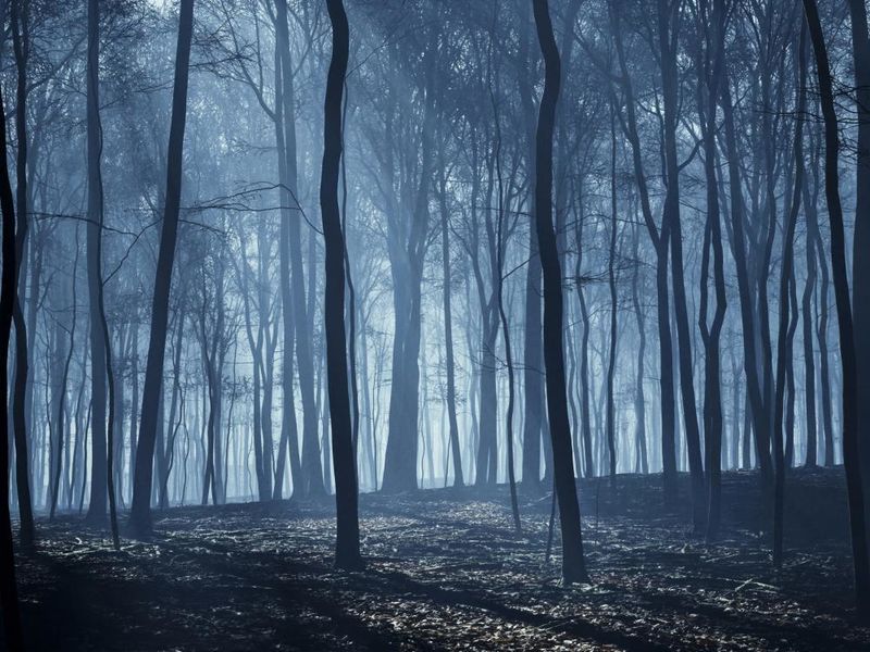 A forest at night illuminated by moonbeams