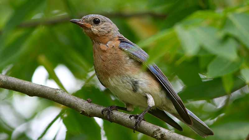 Birding Classic photo