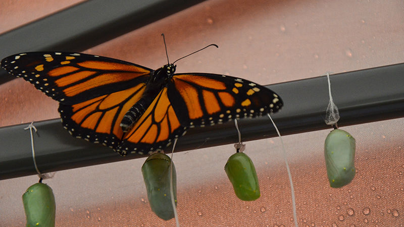 A monarch butterfly rests above several chrysalises waiting to metamorphosize.