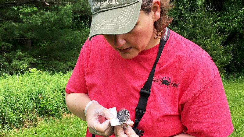 Laura Palmer working with eastern bluebirds