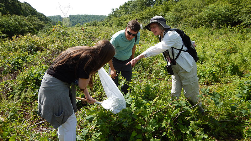 Dr. Gabriel Karns, visiting assistant professor at Ohio State University, and writer and naturalist Marcia Bonta watch Elanor Bonta collect a bee.