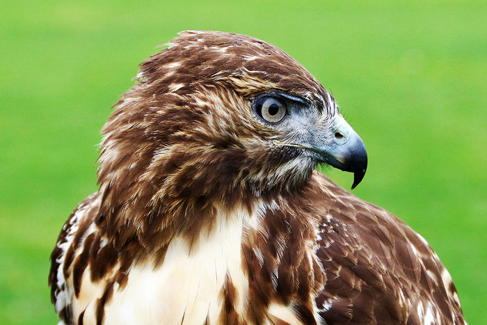a red-tailed hawk