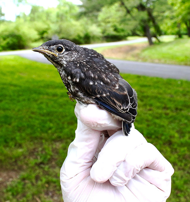 Palmer holds a 17-day old Eastern Bluebird nestling that fledged the nest the next day.