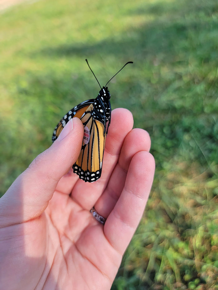 One of the butterflies on which Hatch placed a tag on the "glove" of its wing.