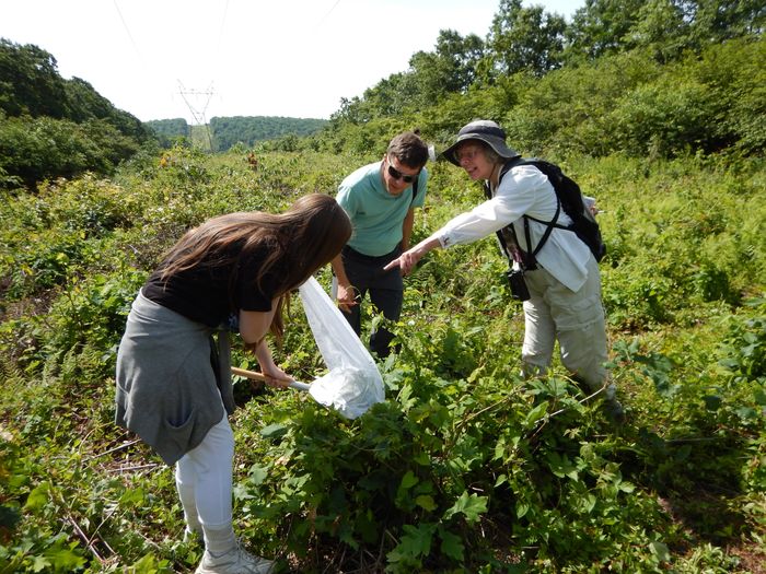 Dr. Gabriel Karns, visiting assistant professor at Ohio State University, and writer and naturalist Marcia Bonta watch Elanor Bonta collect a bee.