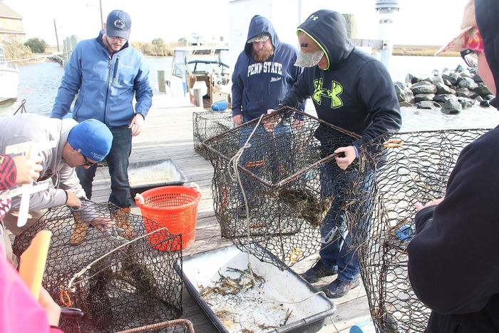 Penn State Altoona students examining crabs caught in traps