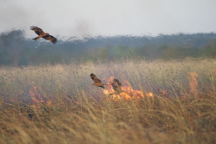 Black Kites at a fire, Borroloola, Northern Territory, Australia, 2014.