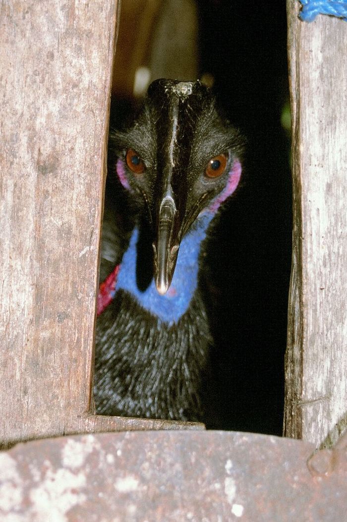 Cassowary head sticking out of a vertical window. Blue feathers sowing