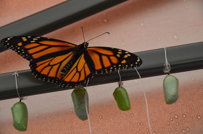 Helping Monarchs Take Flight Penn State Altoona