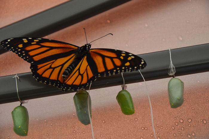 A monarch butterfly rests above several chrysalises waiting to metamorphosize.