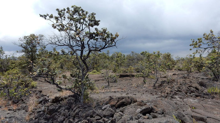 Endangered Ohia Tree forest type on the flanks of Mauna Kea Volcanon on the Big Island