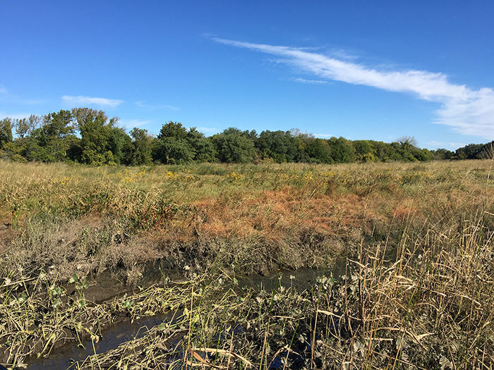 Tidal march at the John Heinz National Wildlife Refuge at Tinicum