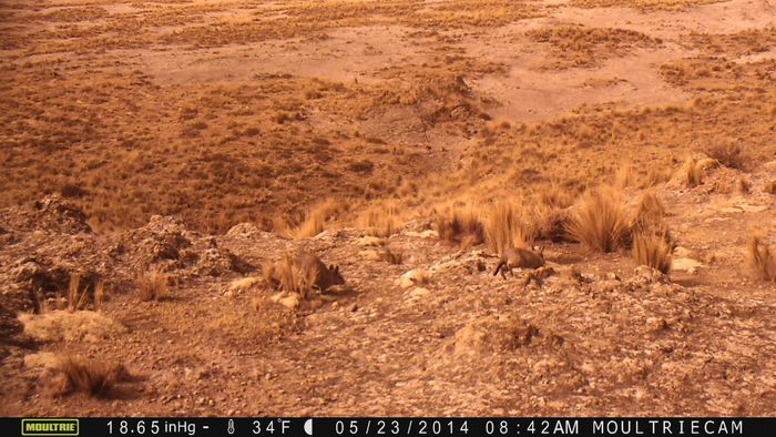Northern viscacha (Lagidium peruanum) are seen scampering across the high elevation Andean plateau in this camera-trap photo.