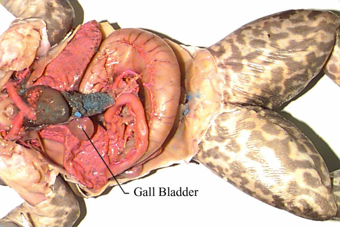 Respiratory System And Liver Penn State Altoona