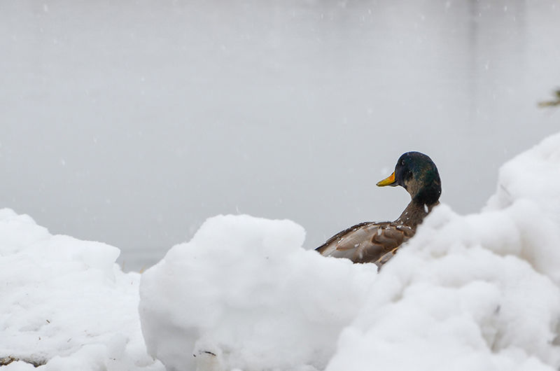 a duck in the snow