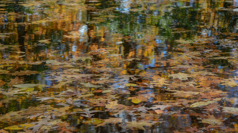 Leaves on the reflection pond