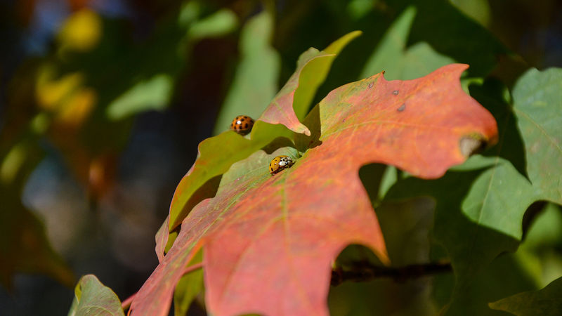 A ladybug taking a walk on a leaf