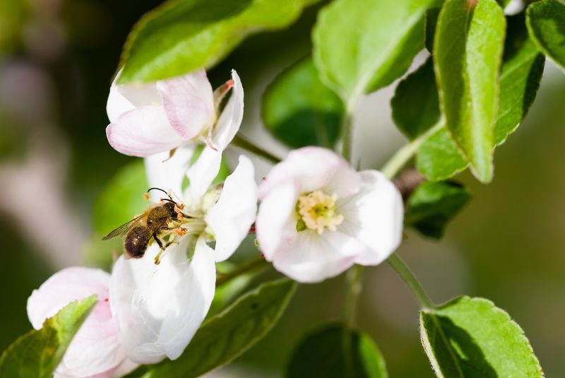 A bee on a white flower