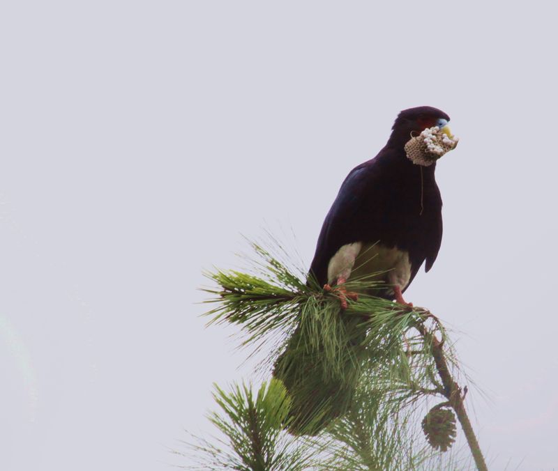 Red-throated Caracara in tree