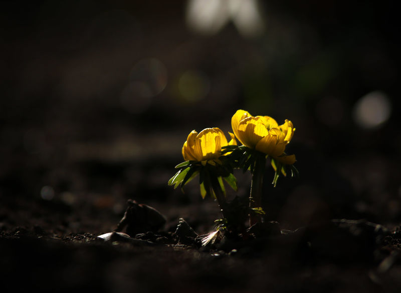 Two dandelions with light shining through their petals
