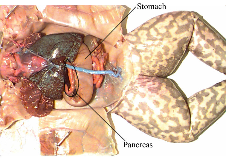 Digestive System of a Frog 1 | Penn State Altoona