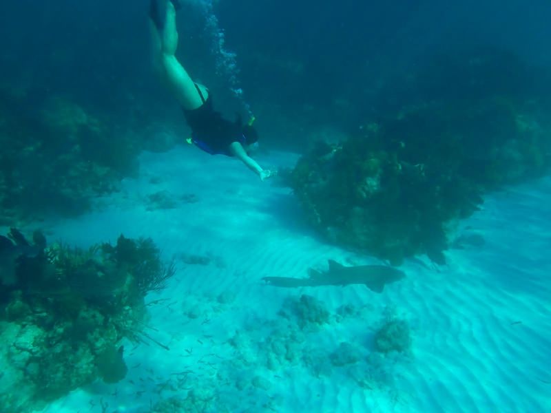 A student swims under water near a nurse shark