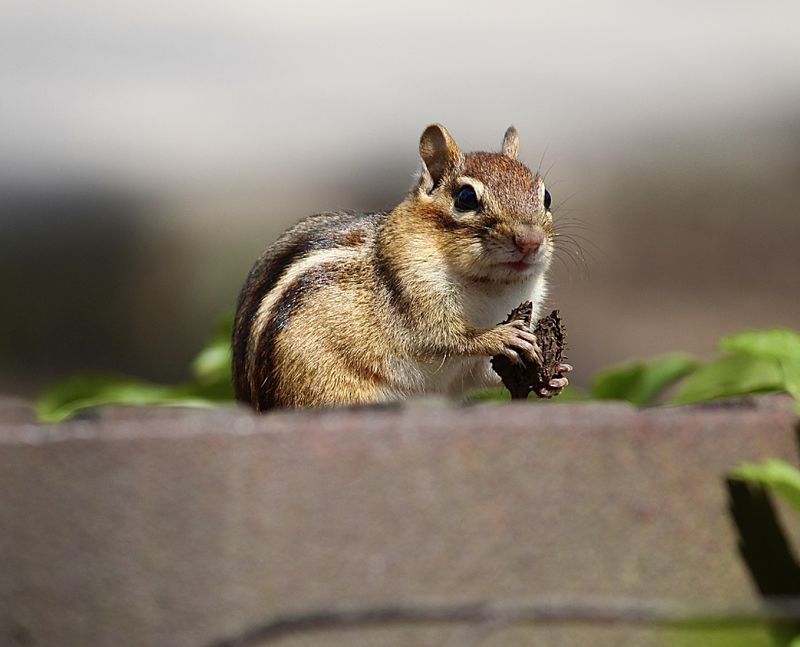 A chipmunk holding a nut