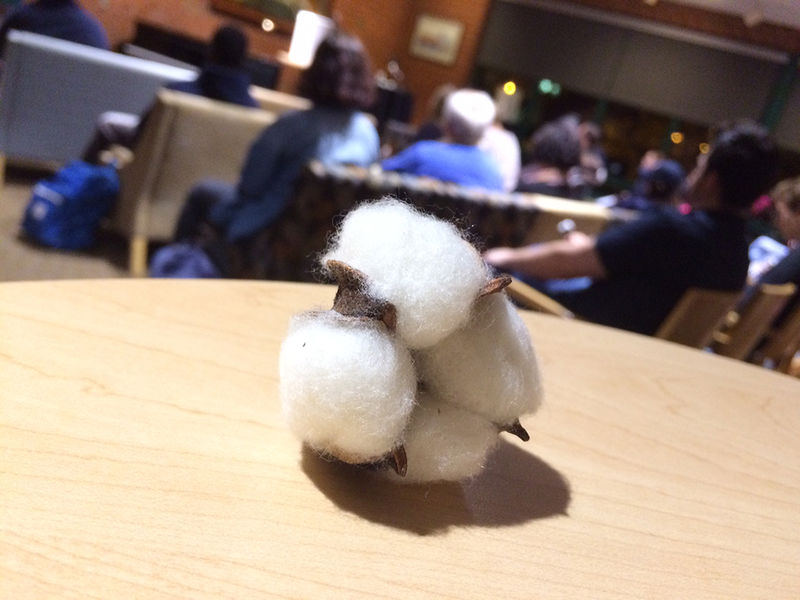 A cotton boll