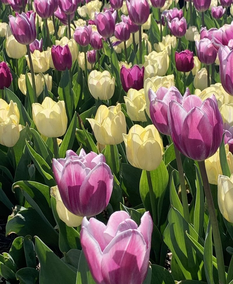 Pink and yellow tulips