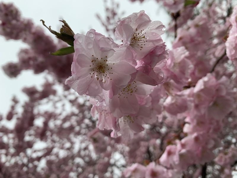 Pink flowers bloom on a tree limb