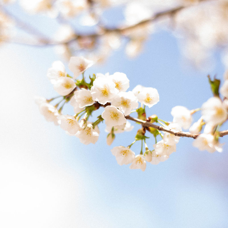 White buds on a tree limb against a bright blue sky