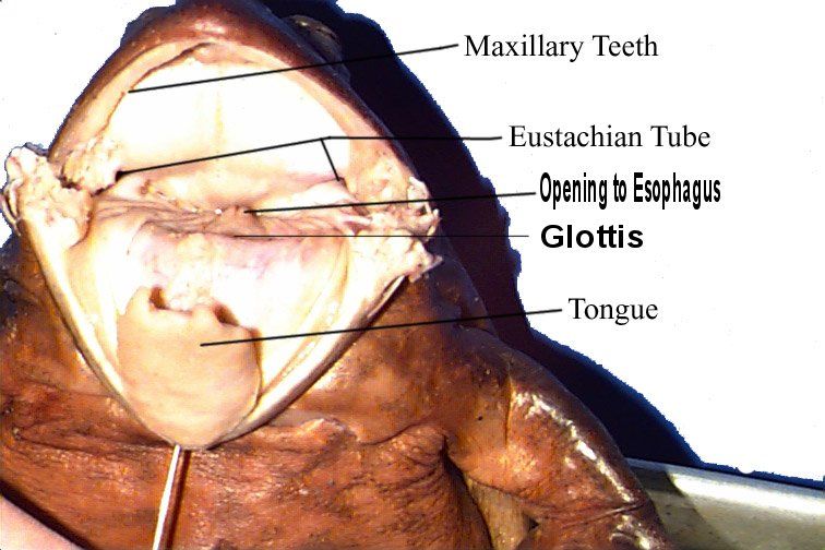 Mouth Anatomy of a Frog | Penn State Altoona