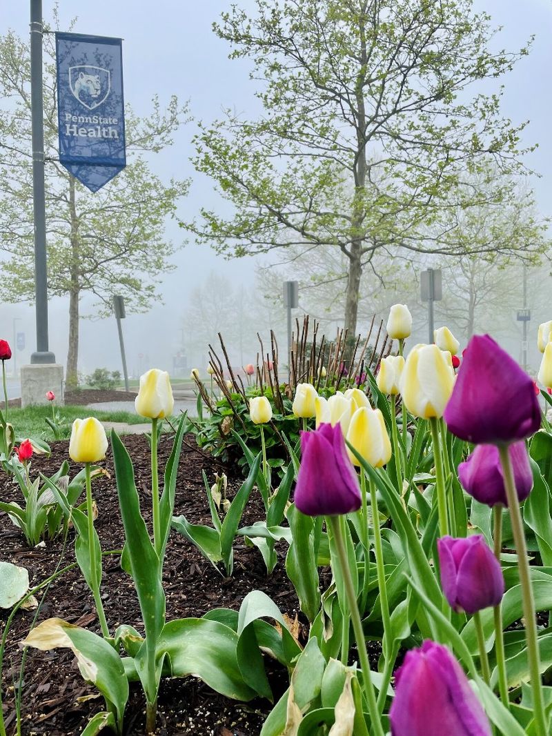 Tulips in bloom with a foggy sky and a Penn State Health sign in the background