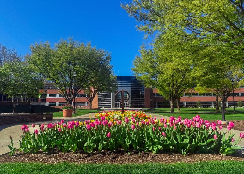 Colorful tulips in bloom in front of a campus landmark