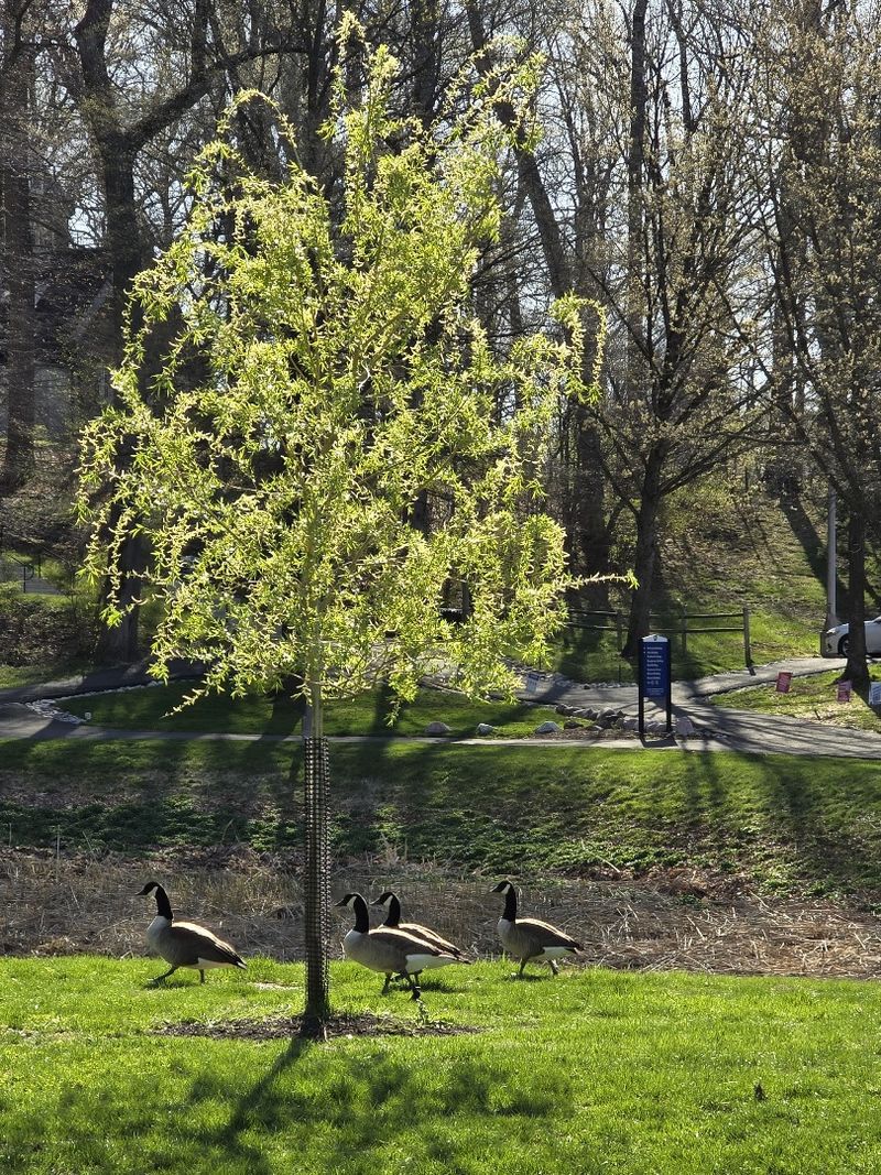 Geese walk behind a small willow tree