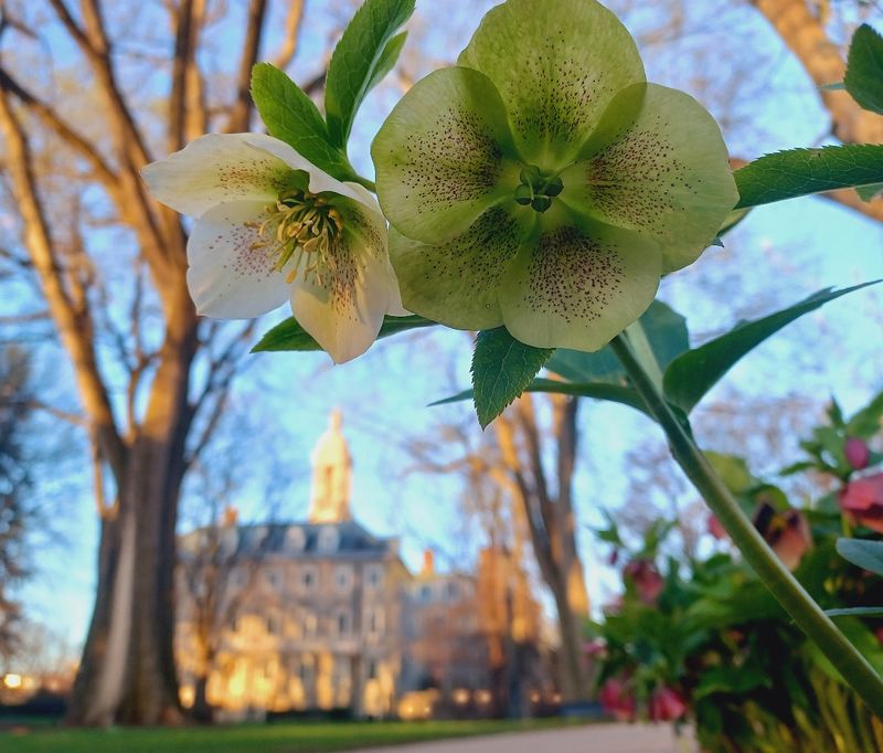 A closeup of a green flower with a blurred Old Main in the background