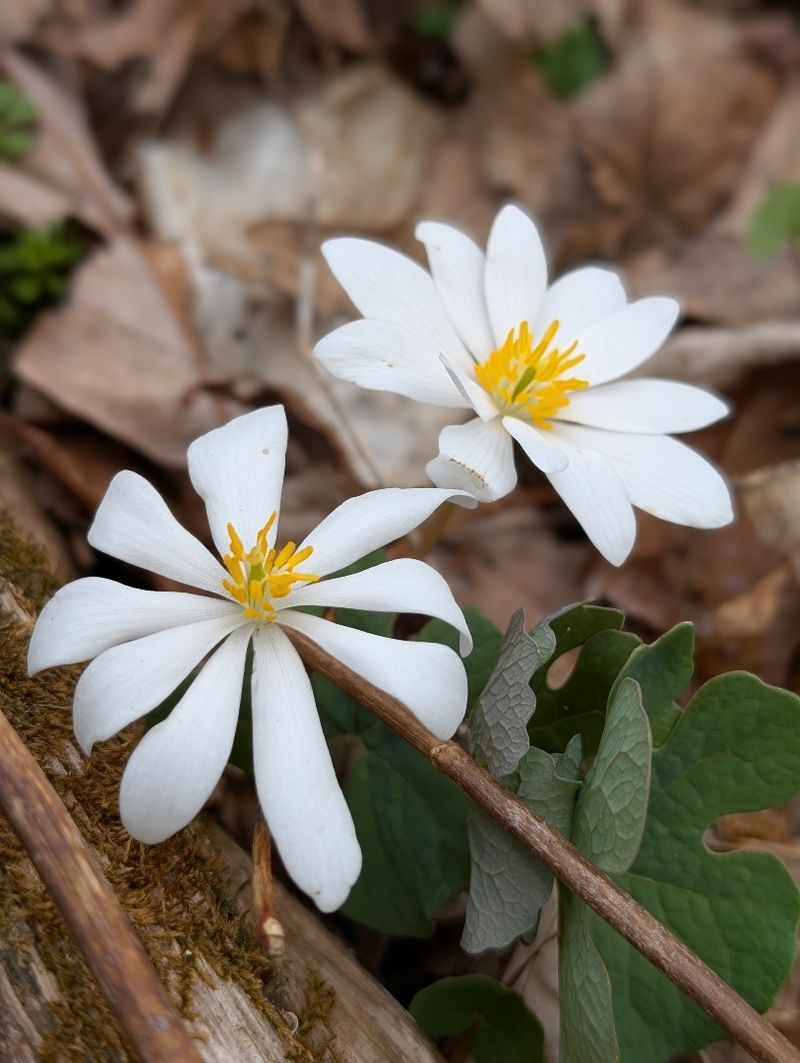 A close up of two white flowers