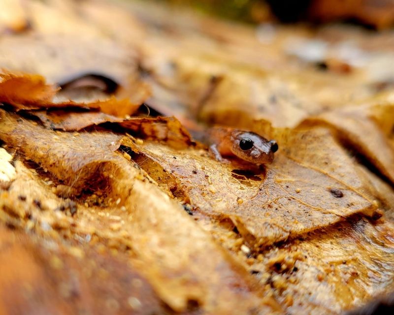 A salamander crawls through leaves