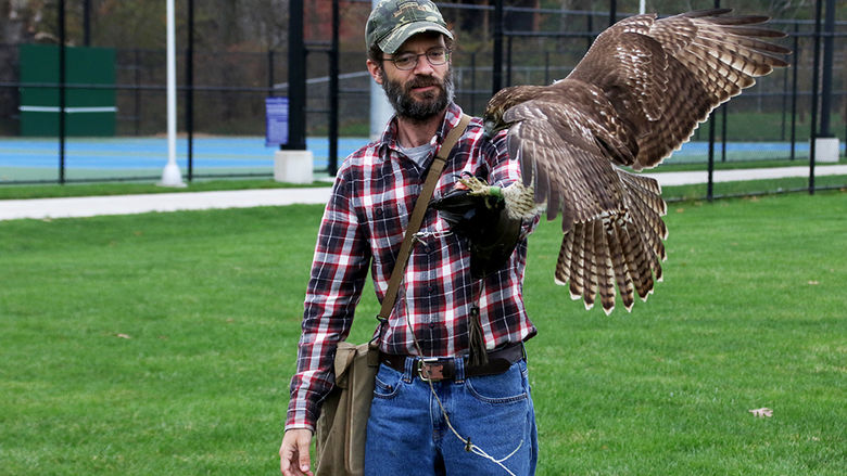 hawk in training