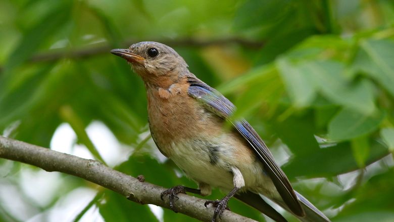 Birding Classic Photo