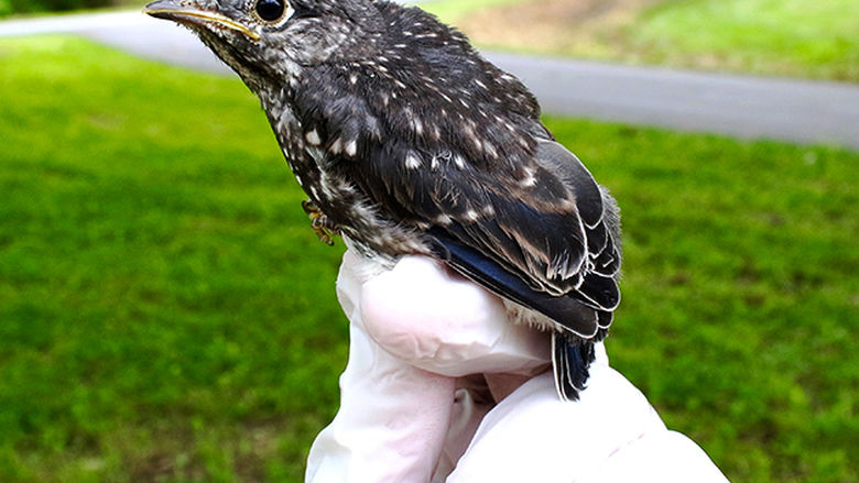 Palmer holds a 17-day old Eastern Bluebird nestling that fledged the nest the next day.